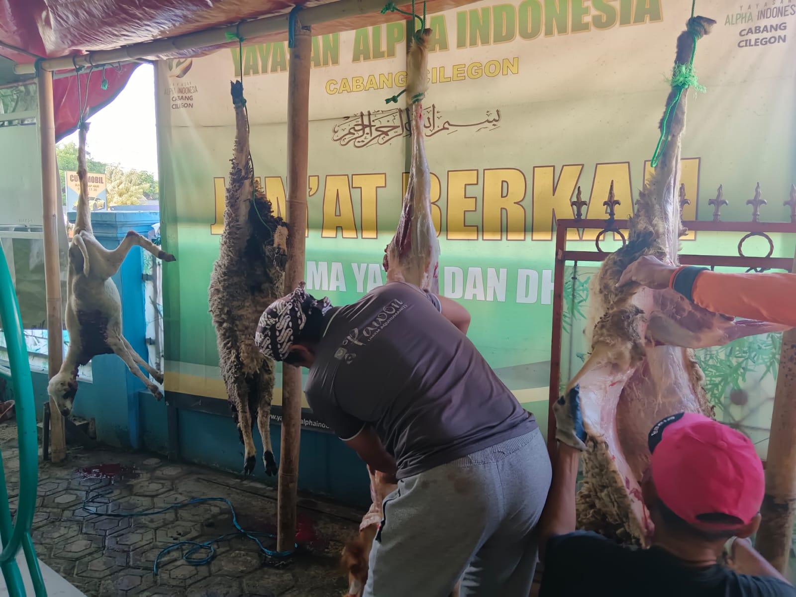 Kegiatan Pemotongan Hewan Qurban dari Donatur Tetap Yayasan Alpha Indonesia Cabang Cilegon 1447 Hijriyah 29 Mei 2026